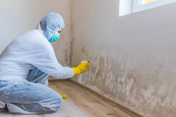 Licensed Basement Mold Remediation service in Paradise, PA - WQB Mold Removal