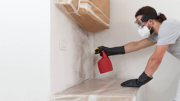 Professional Basement Mold Remediation technician working in Paradise, PA