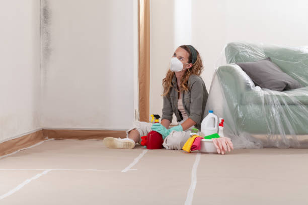 Reliable Basement Mold Remediation contractor in Paradise, PA by WQB Mold Removal